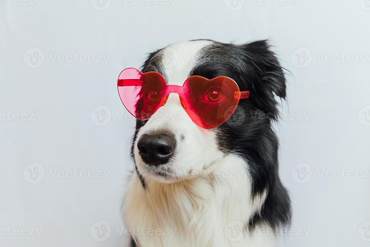 St. Valentine's Day concept. Funny puppy dog border collie in red heart shaped glasses isolated on white background. Lovely dog in love celebrating valentines day. Love lovesick romance postcard. photo