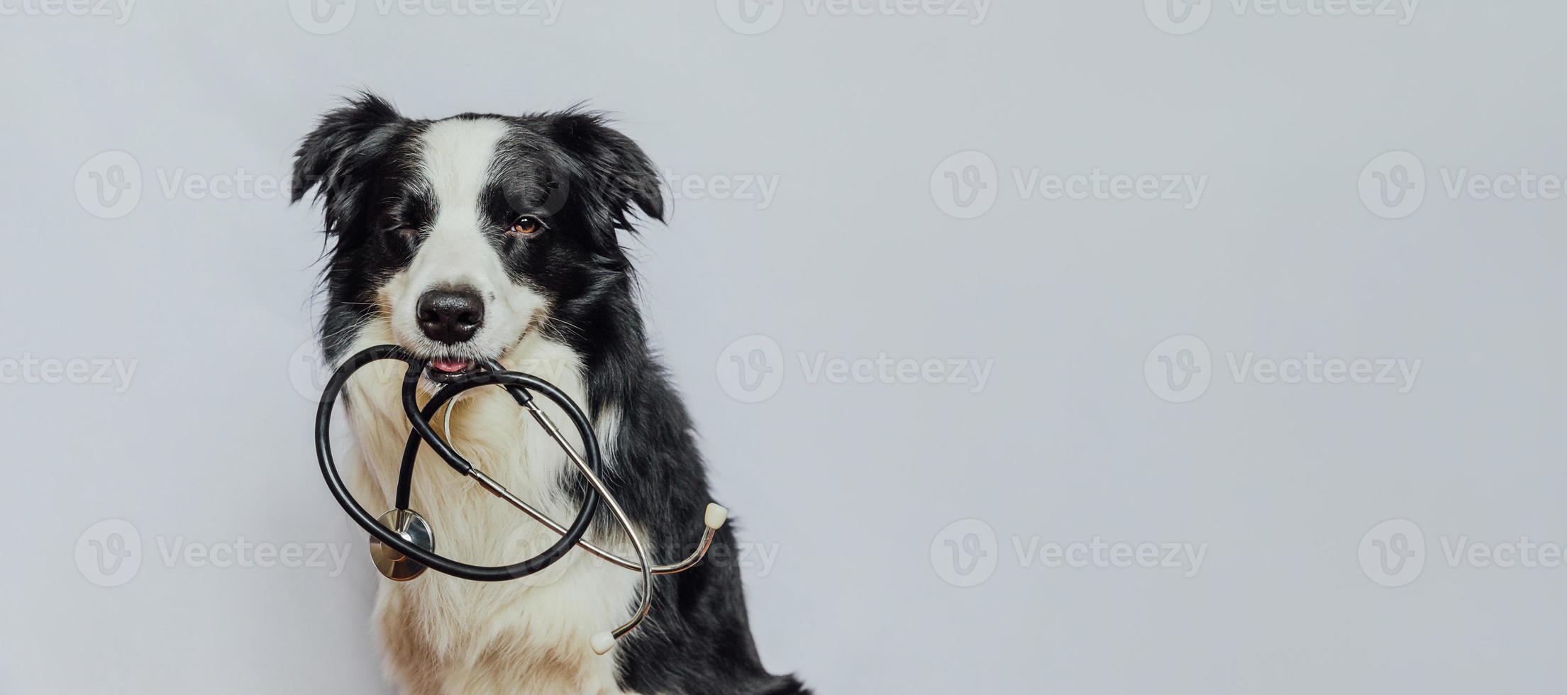 Puppy dog border collie holding stethoscope in mouth give wink isolated on white background Purebred pet dog on reception at veterinary doctor in vet clinic Pet health care and animals concept banner photo