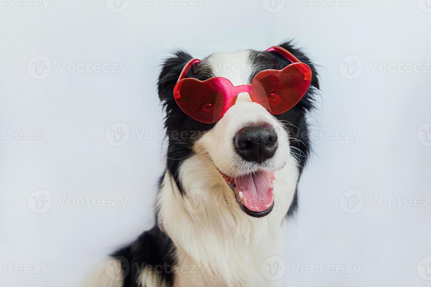 St. Valentine's Day concept. Funny puppy dog border collie in red heart shaped glasses isolated on white background. Lovely dog in love celebrating valentines day. Love lovesick romance postcard. photo