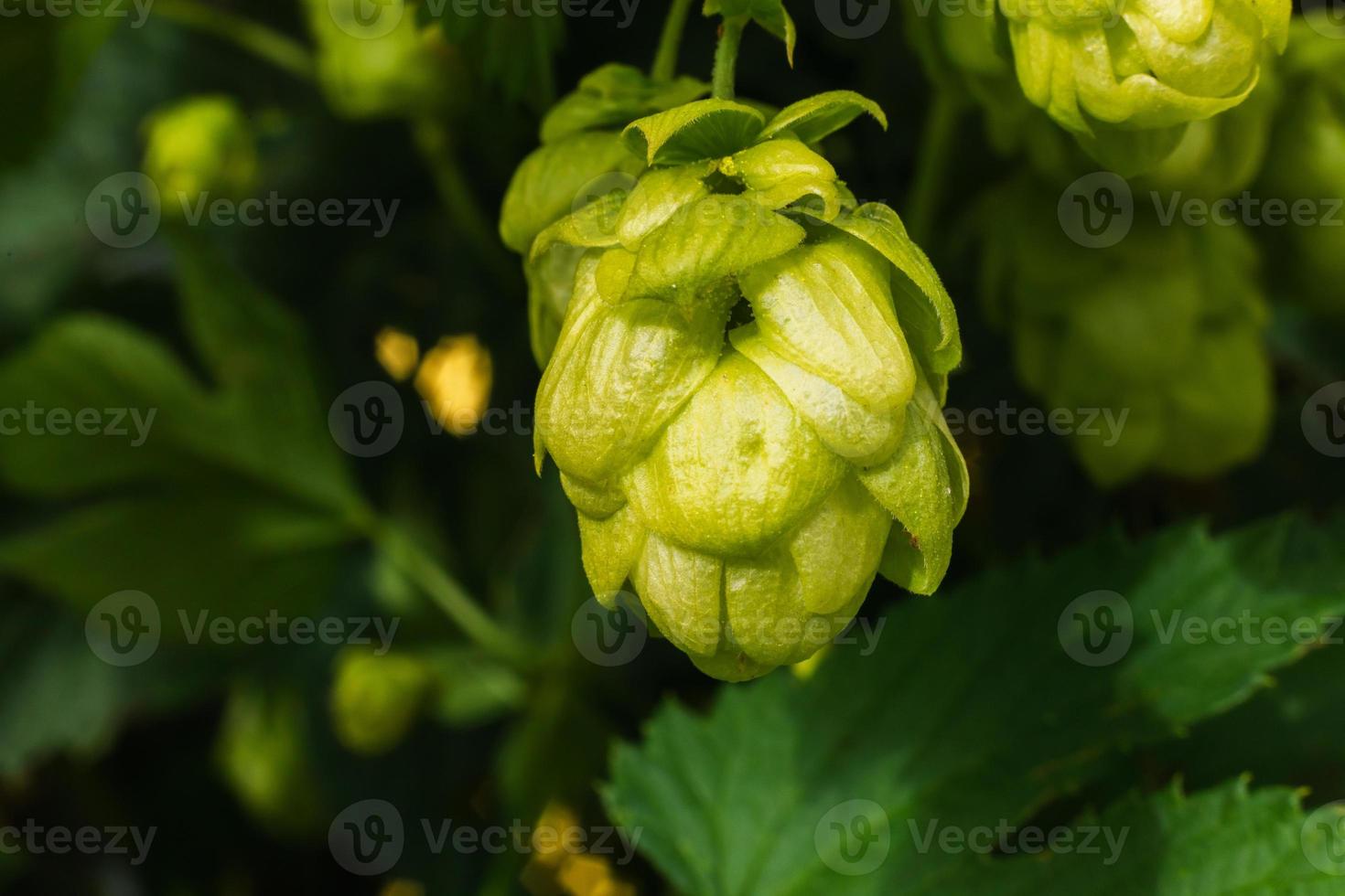 Farming and agriculture concept. Green fresh ripe organic hop cones for making beer and bread, close up. Fresh hops for brewing production. Hop plant growing in garden or farm. photo