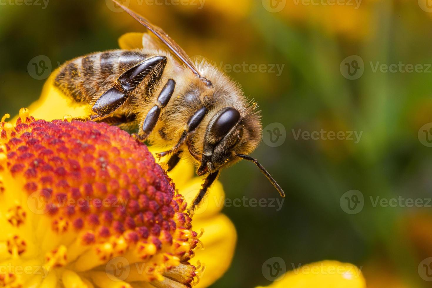 Honey bee covered with yellow pollen drink nectar, pollinating flower. Inspirational natural floral spring or summer blooming garden background. Life of insects, Extreme macro close up selective focus photo