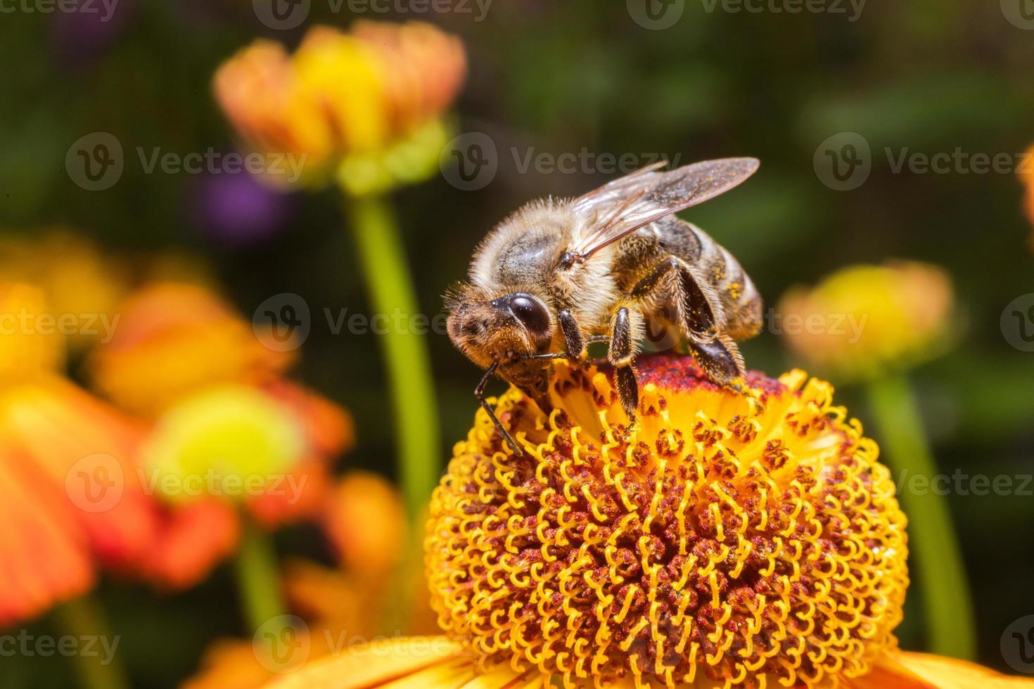 Honey bee covered with yellow pollen drink nectar, pollinating flower. Inspirational natural floral spring or summer blooming garden background. Life of insects, Extreme macro close up selective focus photo