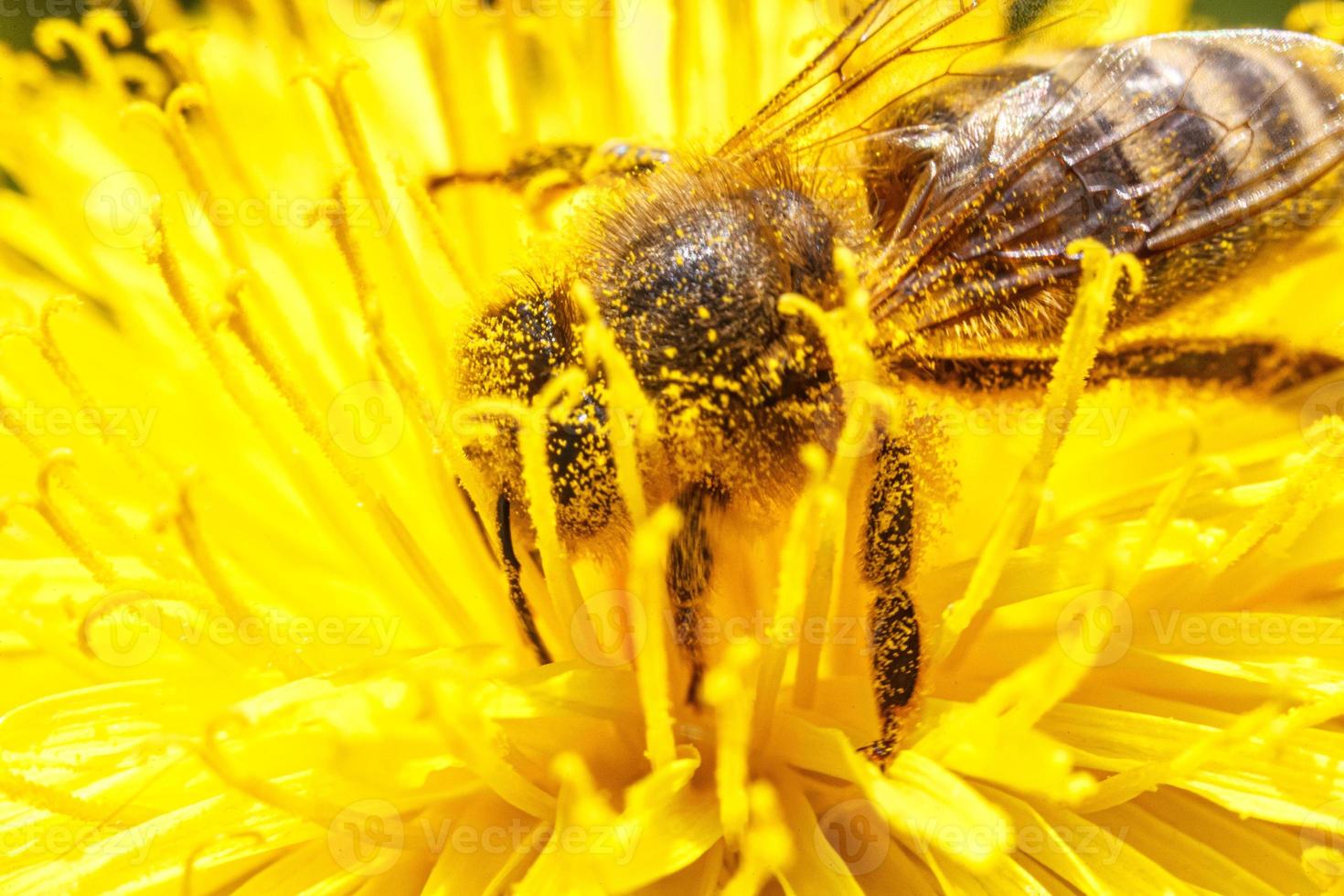 Honey bee covered with yellow pollen drink nectar, pollinating yellow dandelion flower. Inspirational natural floral spring or summer blooming garden background. Life of insects. Macro, close up photo