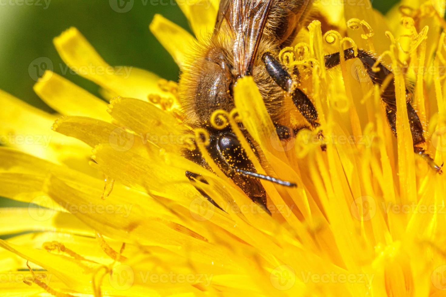 Honey bee covered with yellow pollen drink nectar, pollinating yellow dandelion flower. Inspirational natural floral spring or summer blooming garden background. Life of insects. Macro, close up photo