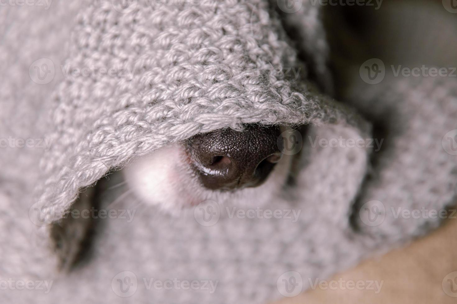 Funny puppy dog border collie lying on couch under warm knitted scarf indoors. Dog nose sticks out from under plaid close up. Winter or autumn fall dog portrait. Hygge mood cold weather concept. photo