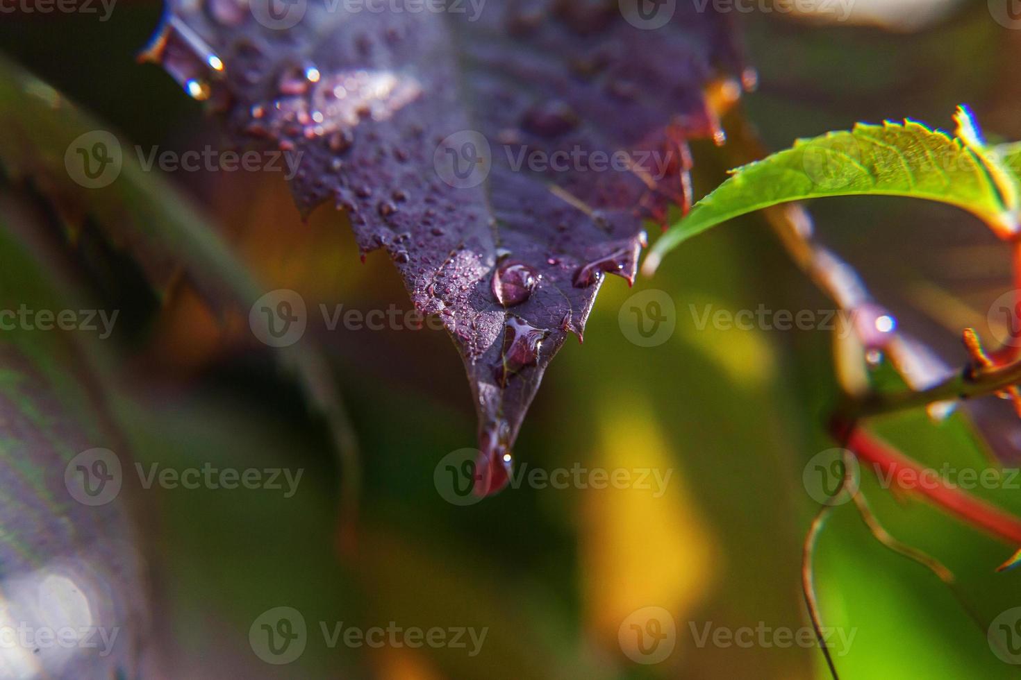 Viticulture wine industry. Drops of rain water on green grape leaves in vineyard photo