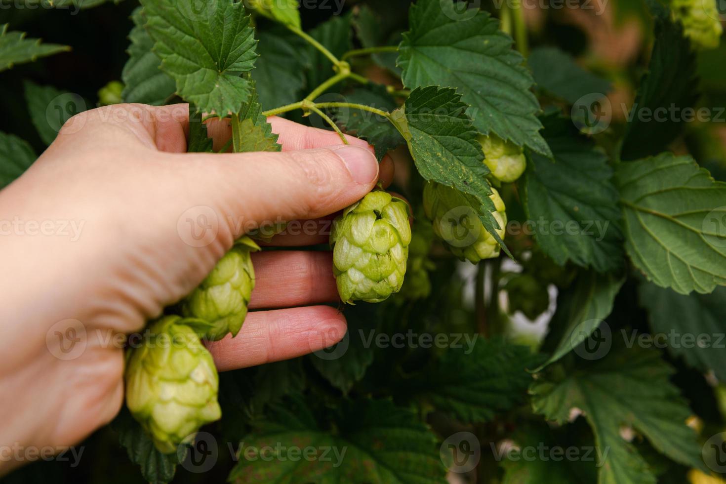 concepto de agricultura y agricultura. mujer trabajadora agrícola recogiendo a mano conos de lúpulo orgánico verde fresco y maduro para hacer cerveza y pan. lúpulo fresco para la elaboración de cerveza. planta de lúpulo que crece en jardín o granja. foto