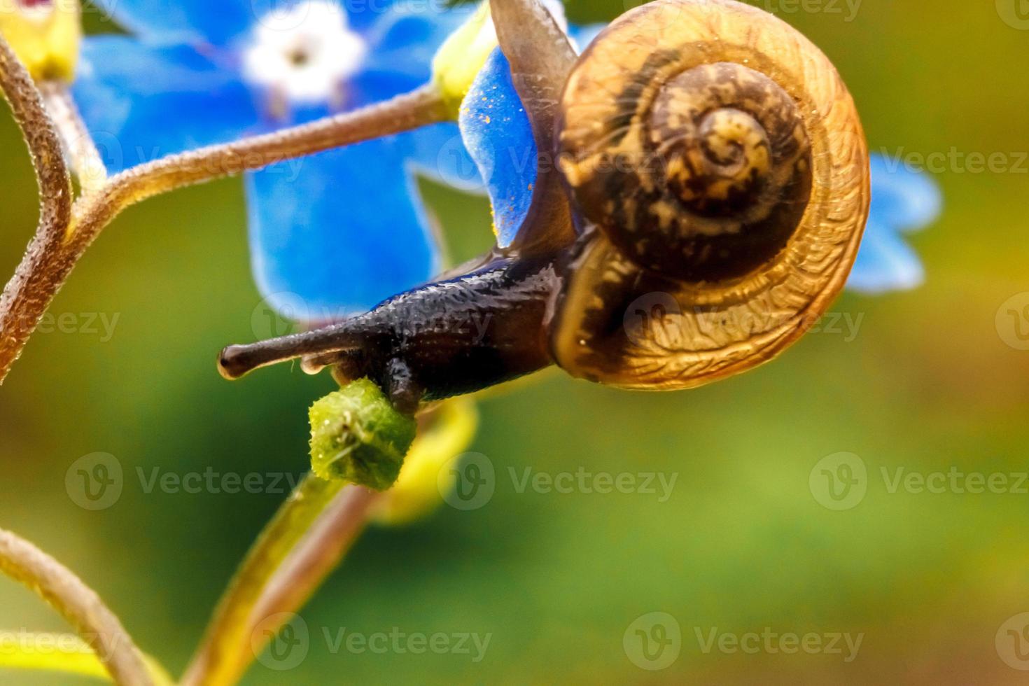 Snail closeup portrait. Little snail in shell crawling on flower and green leaf in garden. Inspirational natural floral spring or summer background. Life of insect. Macro, close up photo