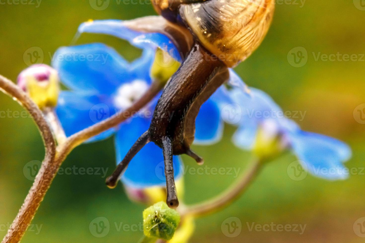 Snail closeup portrait. Little snail in shell crawling on flower and green leaf in garden. Inspirational natural floral spring or summer background. Life of insect. Macro, close up photo