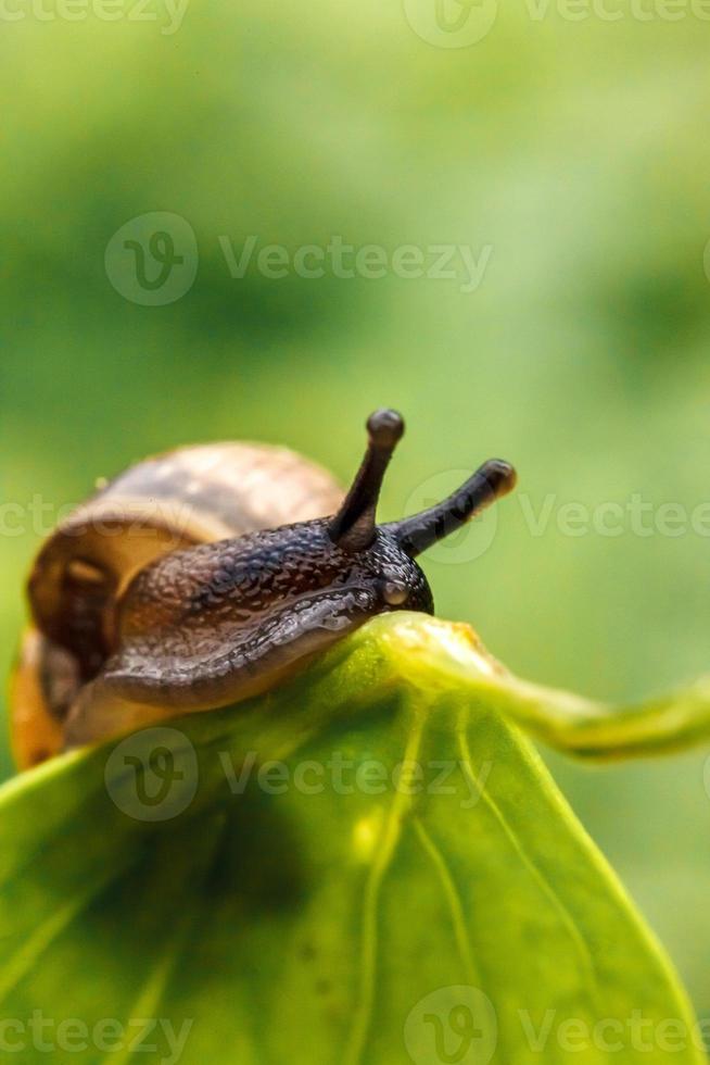 Snail closeup portrait. Little snail in shell crawling on green leaf in garden. Inspirational natural spring or summer background. Life of insect. Macro, close up photo