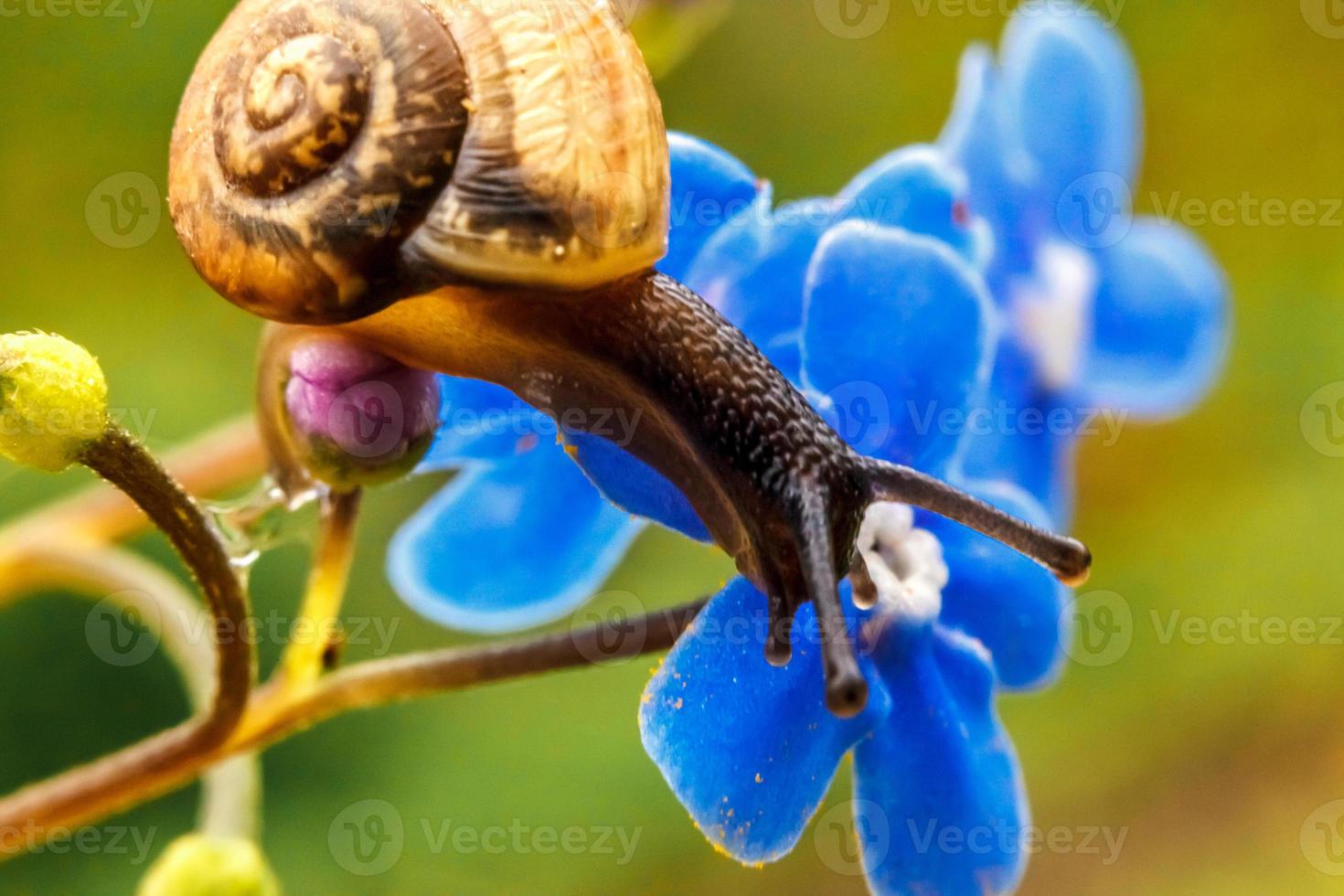 Snail closeup portrait. Little snail in shell crawling on flower and green leaf in garden. Inspirational natural floral spring or summer background. Life of insect. Macro, close up photo