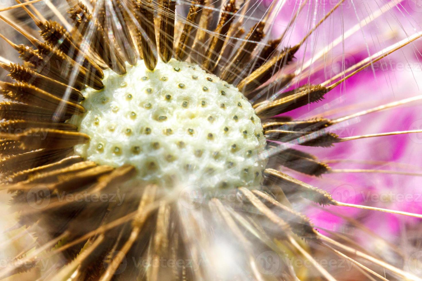 Dandelion seeds blowing in wind, close up extreme macro selective focus. Change growth movement and direction concept. Inspirational natural floral spring or summer garden or park background. photo