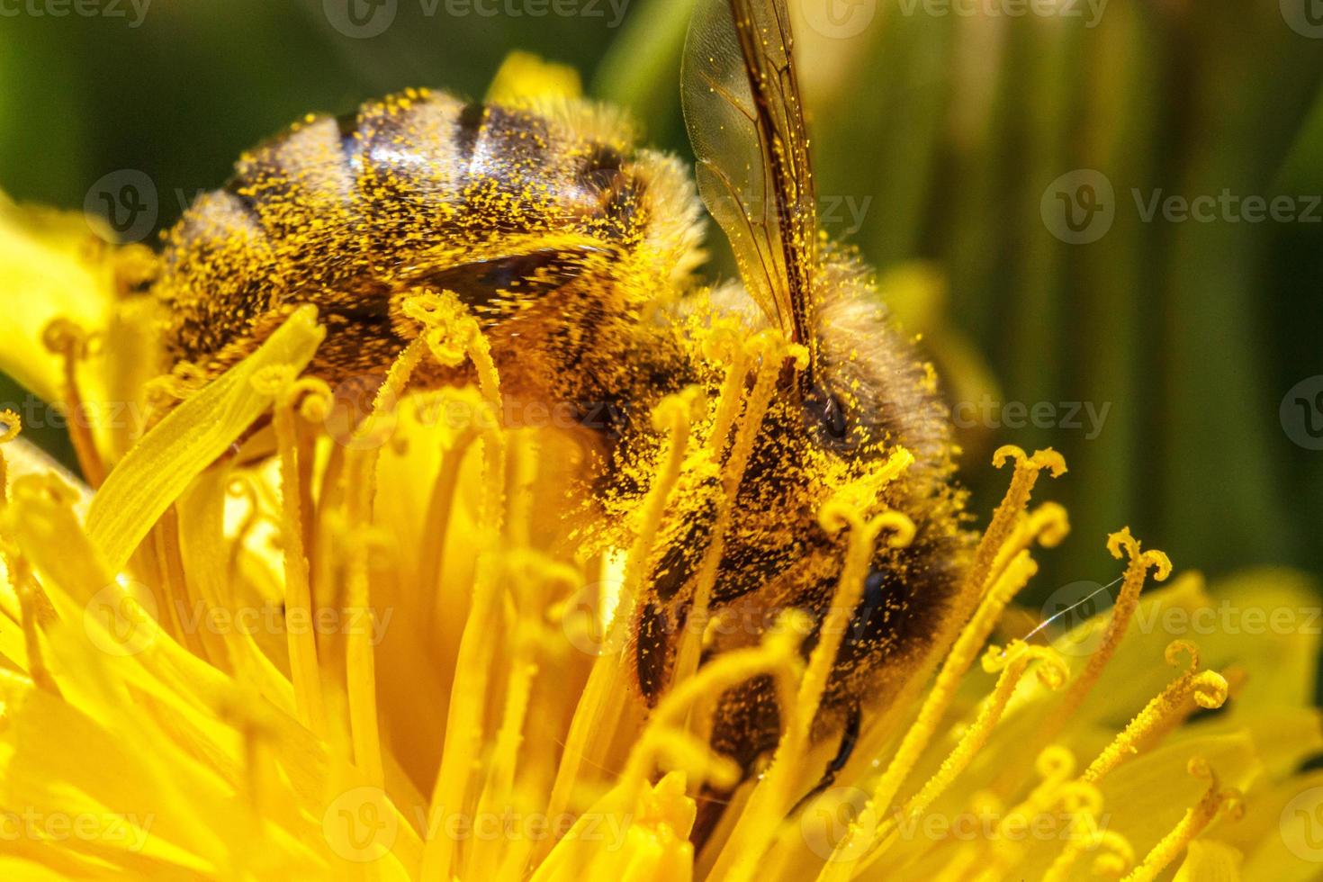 Honey bee covered with yellow pollen drink nectar, pollinating yellow dandelion flower. Inspirational natural floral spring or summer blooming garden background. Life of insects. Macro, close up photo