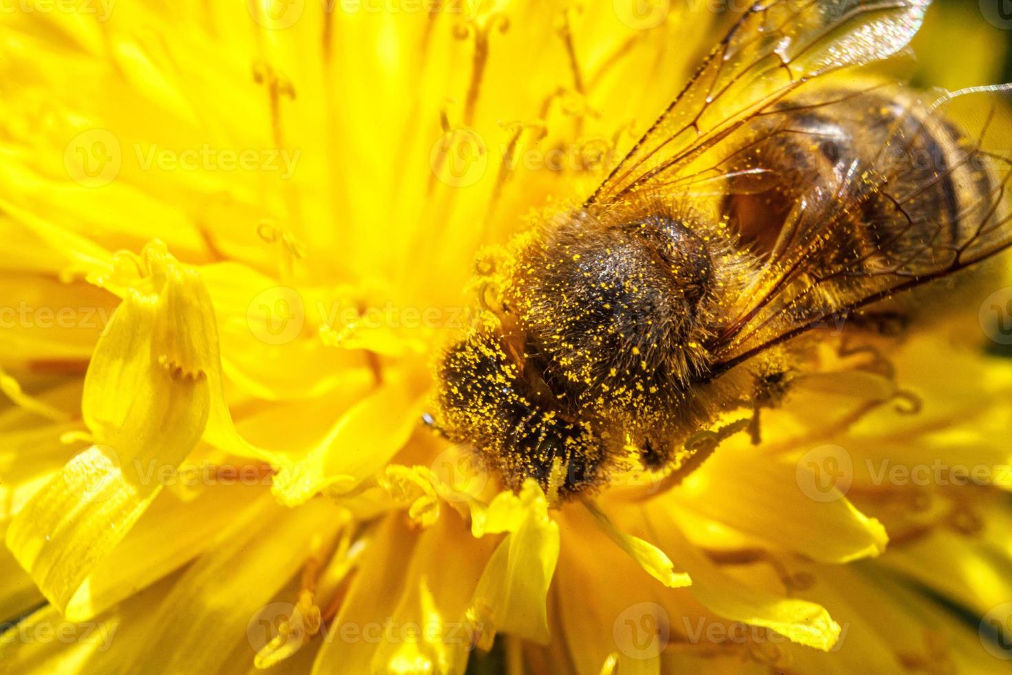 Honey bee covered with yellow pollen drink nectar, pollinating yellow dandelion flower. Inspirational natural floral spring or summer blooming garden background. Life of insects. Macro, close up photo