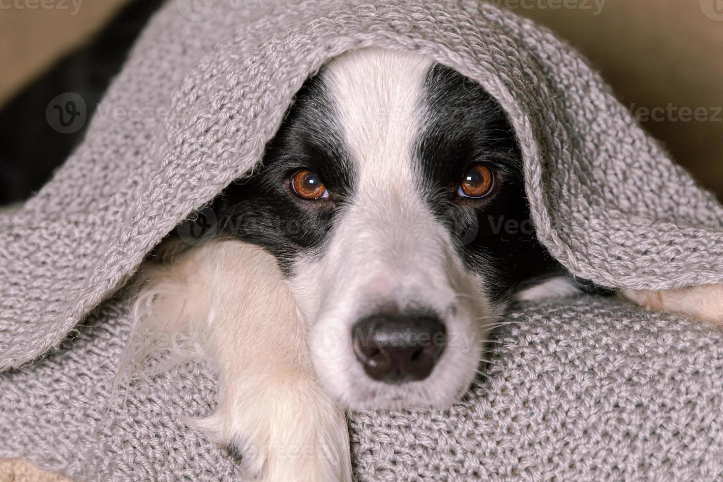 Funny puppy dog border collie lying on couch under warm knitted scarf indoors. Dog sticks out from under plaid. Winter or autumn fall dog portrait. Hygge mood cold weather concept. photo