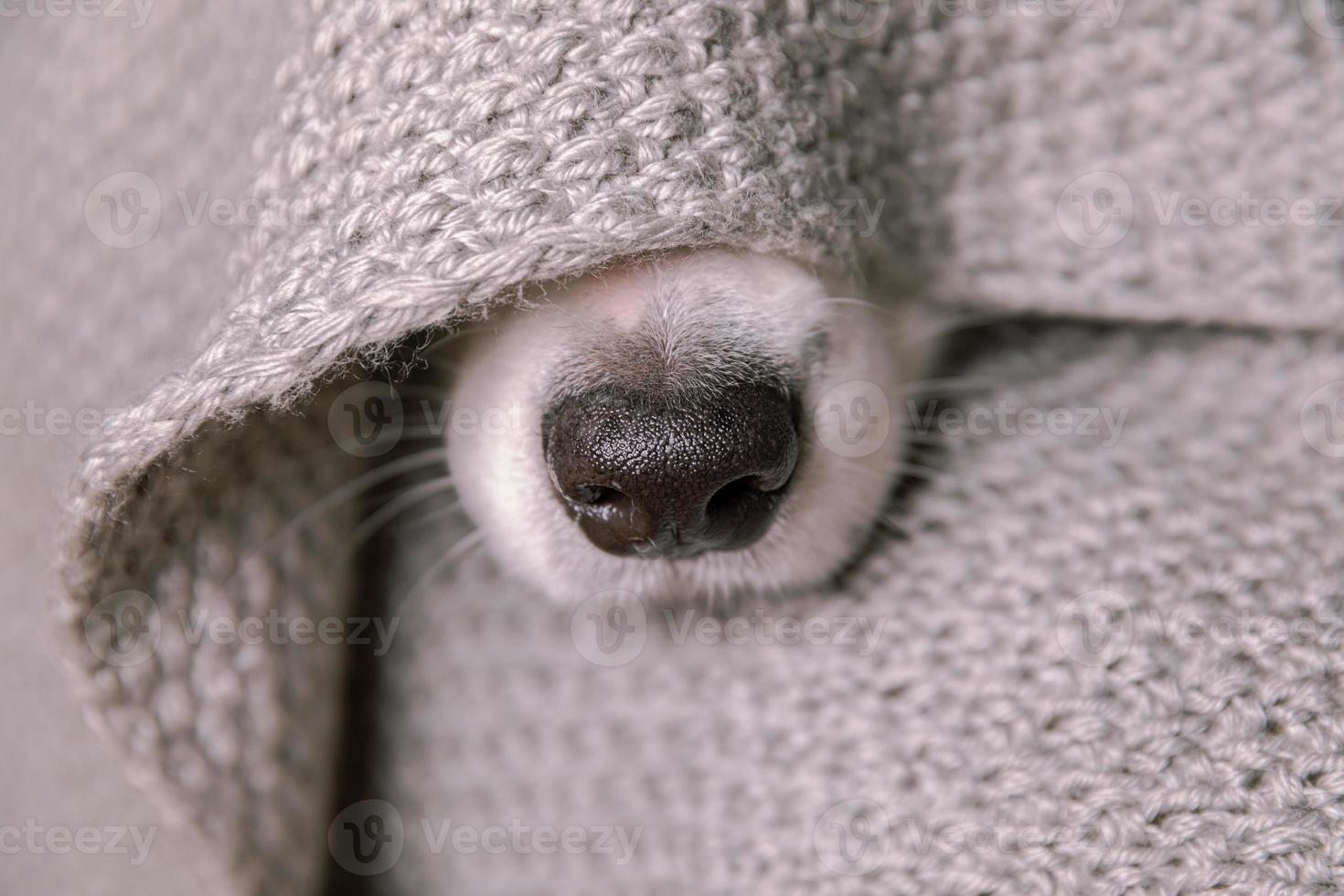 Funny puppy dog border collie lying on couch under warm knitted scarf indoors. Dog nose sticks out from under plaid close up. Winter or autumn fall dog portrait. Hygge mood cold weather concept. photo