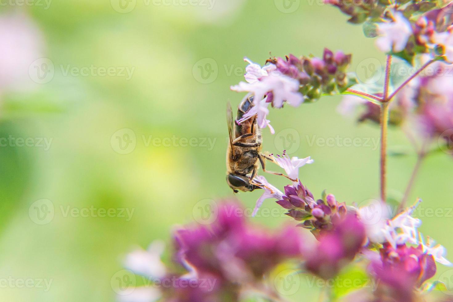 Honey bee covered with yellow pollen drink nectar, pollinating pink flower. Inspirational natural floral spring or summer blooming garden or park background. Life of insects. Macro close up. photo