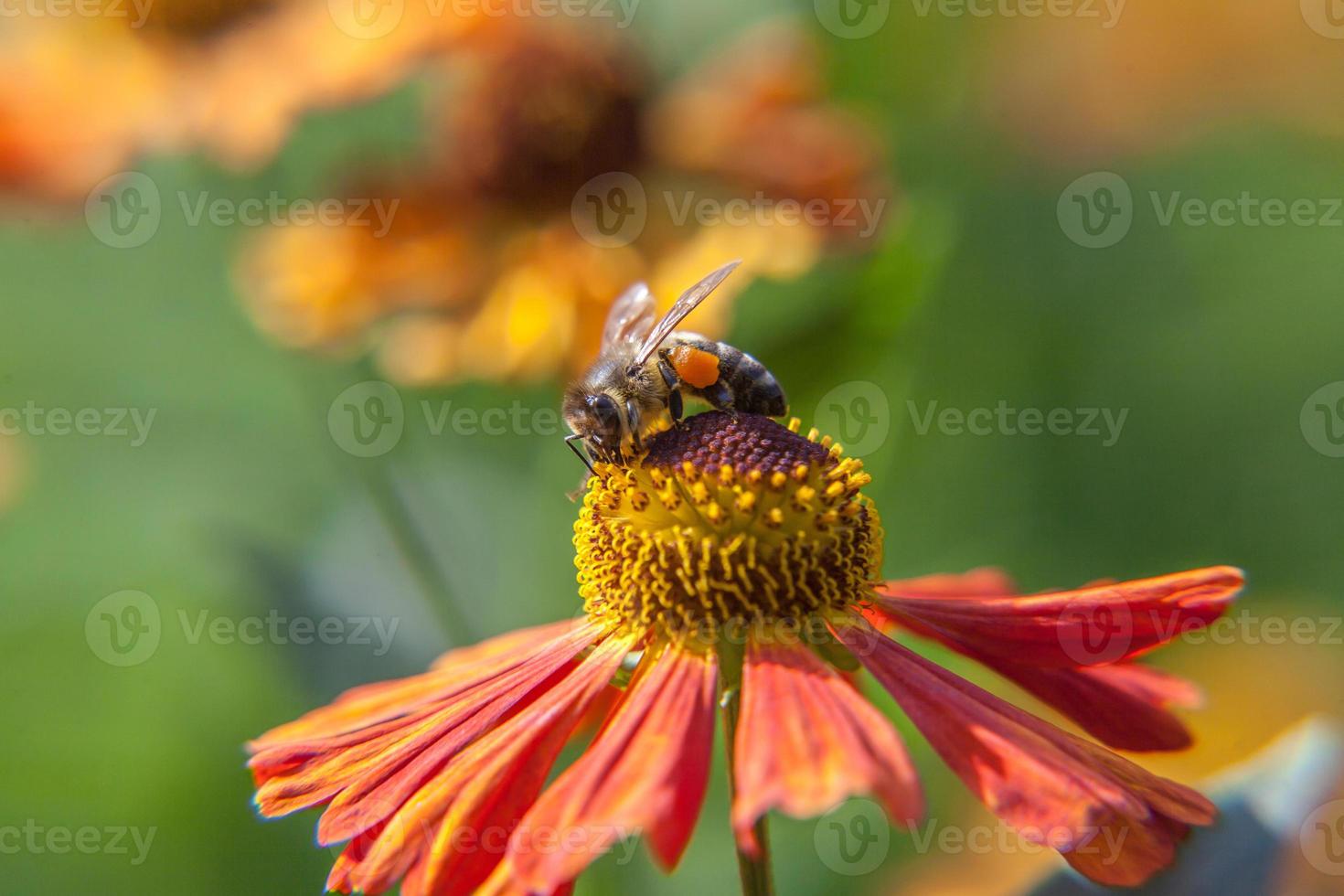 Honey bee covered with yellow pollen drink nectar, pollinating orange flower. Inspirational natural floral spring or summer blooming garden or park background. Life of insects. Macro close up. photo