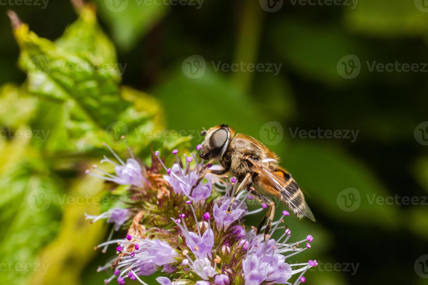 Honey bee covered with yellow pollen drink nectar, pollinating flower. Inspirational natural floral spring or summer blooming garden background. Life of insects, Extreme macro close up selective focus photo