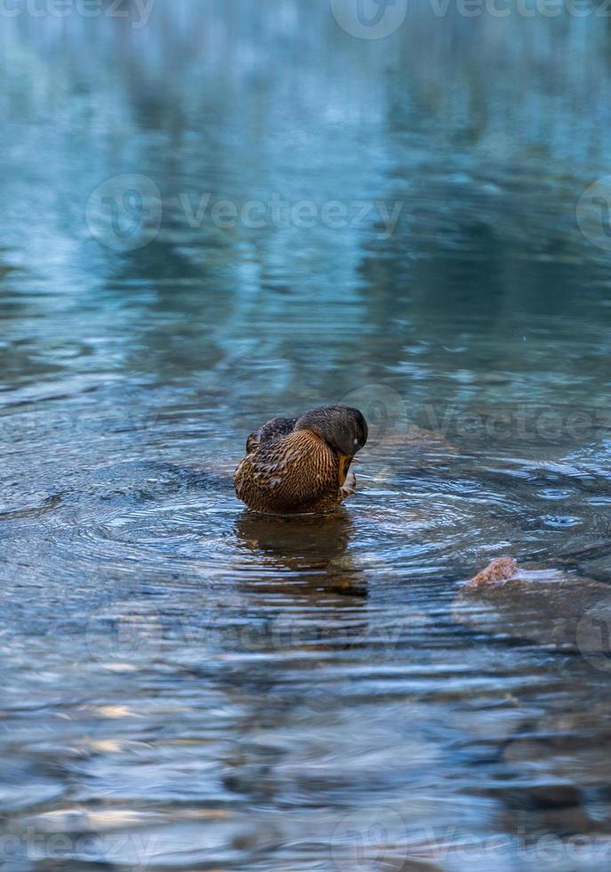 Dignified female mallard duck cleaning feathers and drinking cold mountain lake water. Birds swimming in Tatras black pond in National Park in Poland. Alp high mountain landscape in the background. photo