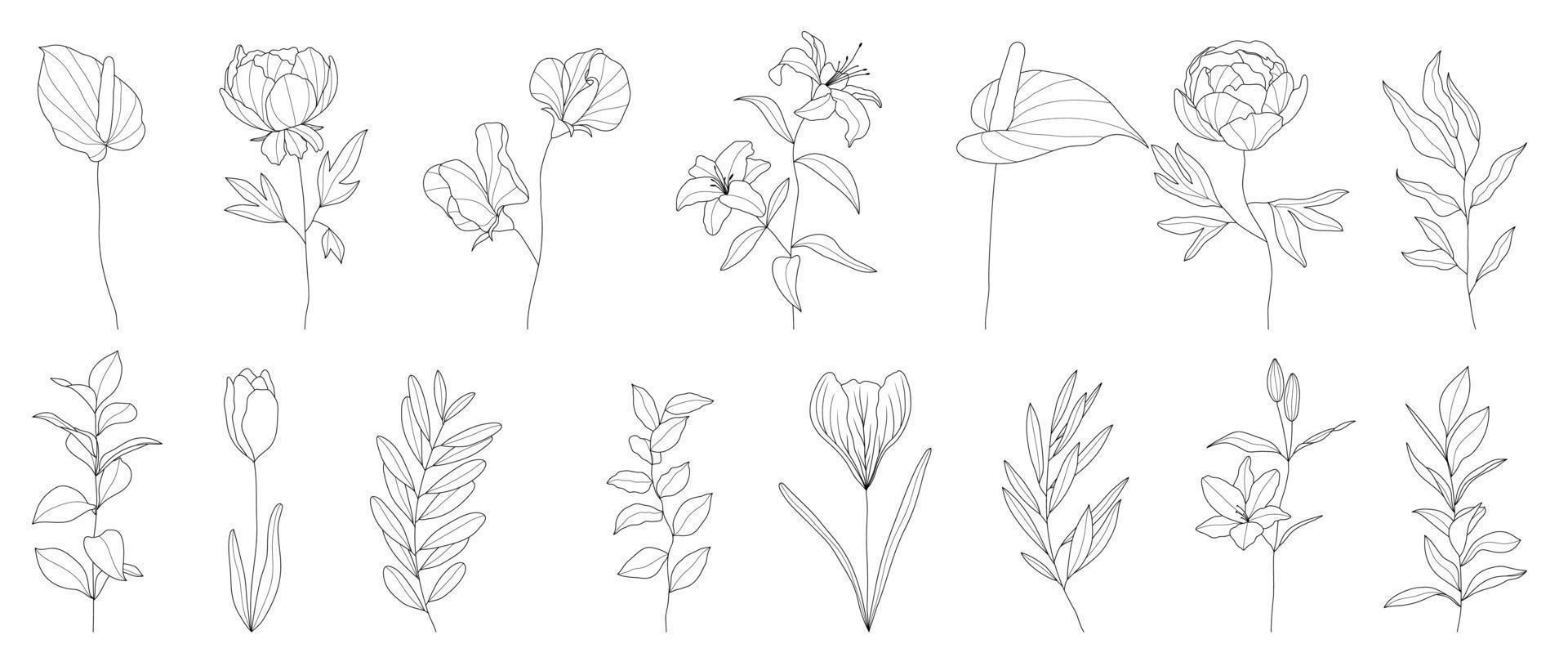 Set of hand drawn botanical flowers line art vector. Collection of black white contour drawing of rose, lily, anthurium flower. Design illustration for print, logo, cosmetic, poster, card, branding. vector