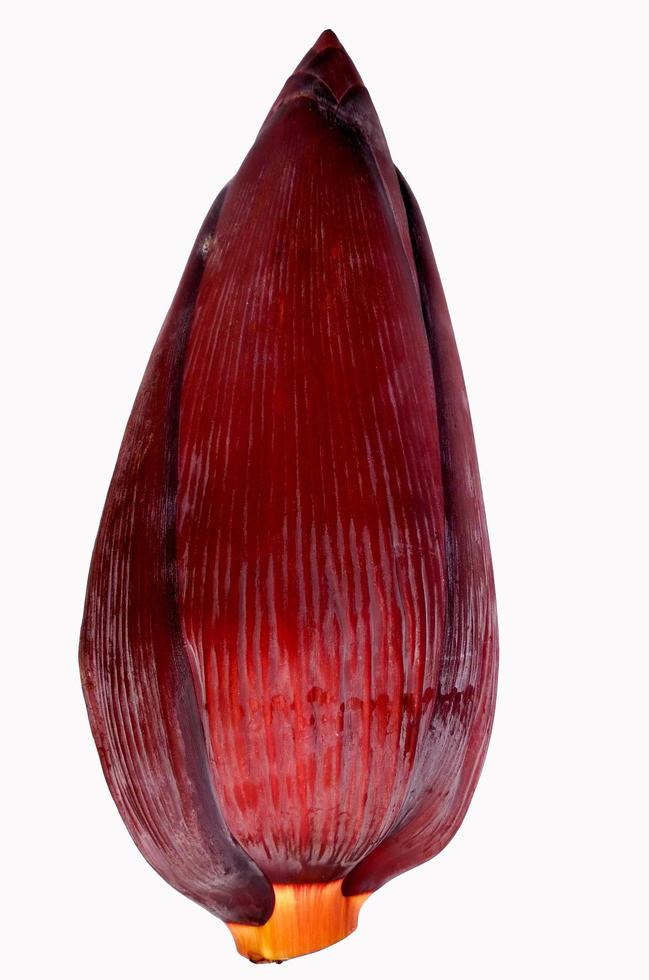 Blossom banana and Banana inflorescence isolated on white background.Medicinal plants for cooking which has Useful to the body. photo