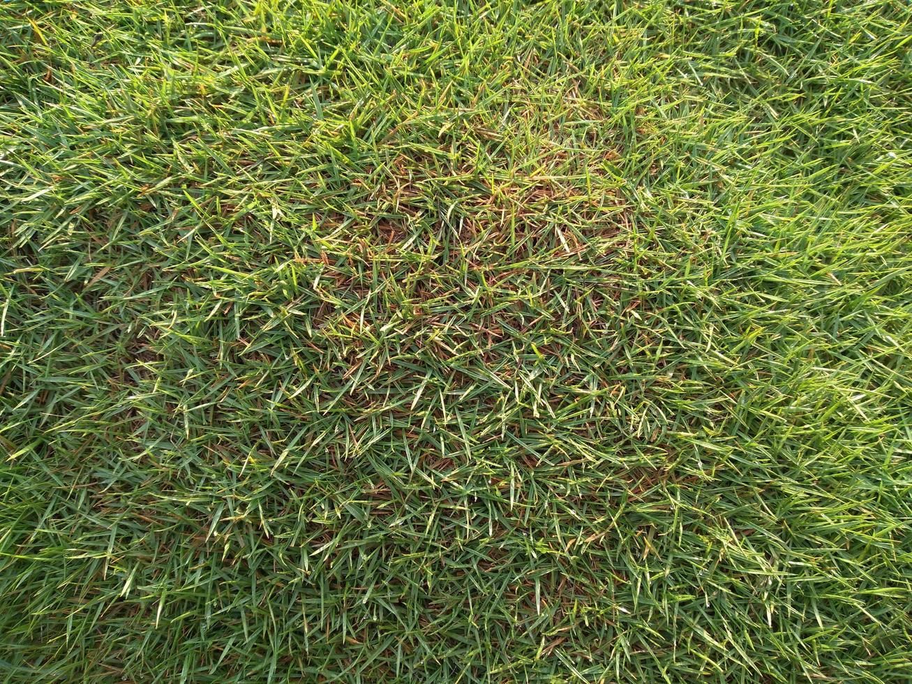 campo de textura de hierba verde fresca como fondo, vista superior, horizontal foto