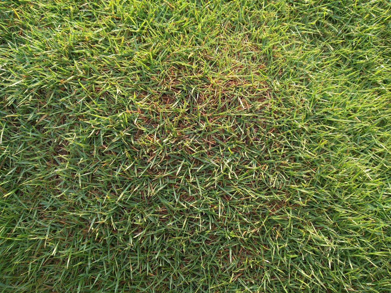 field of fresh green grass texture as a background, top view, horizontal photo