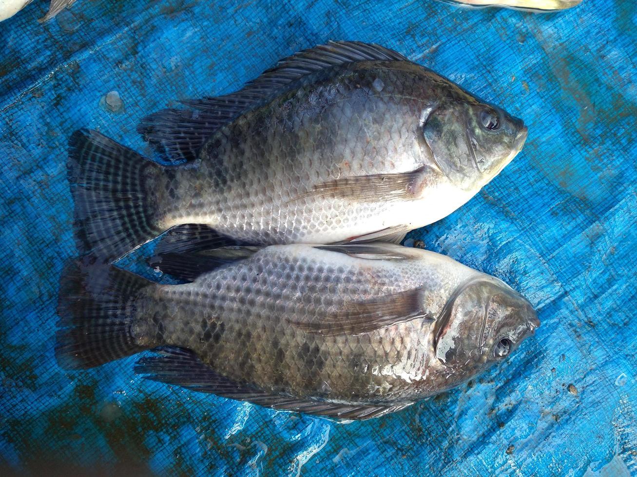 pescados de tilapia en el mercado fresco, foto