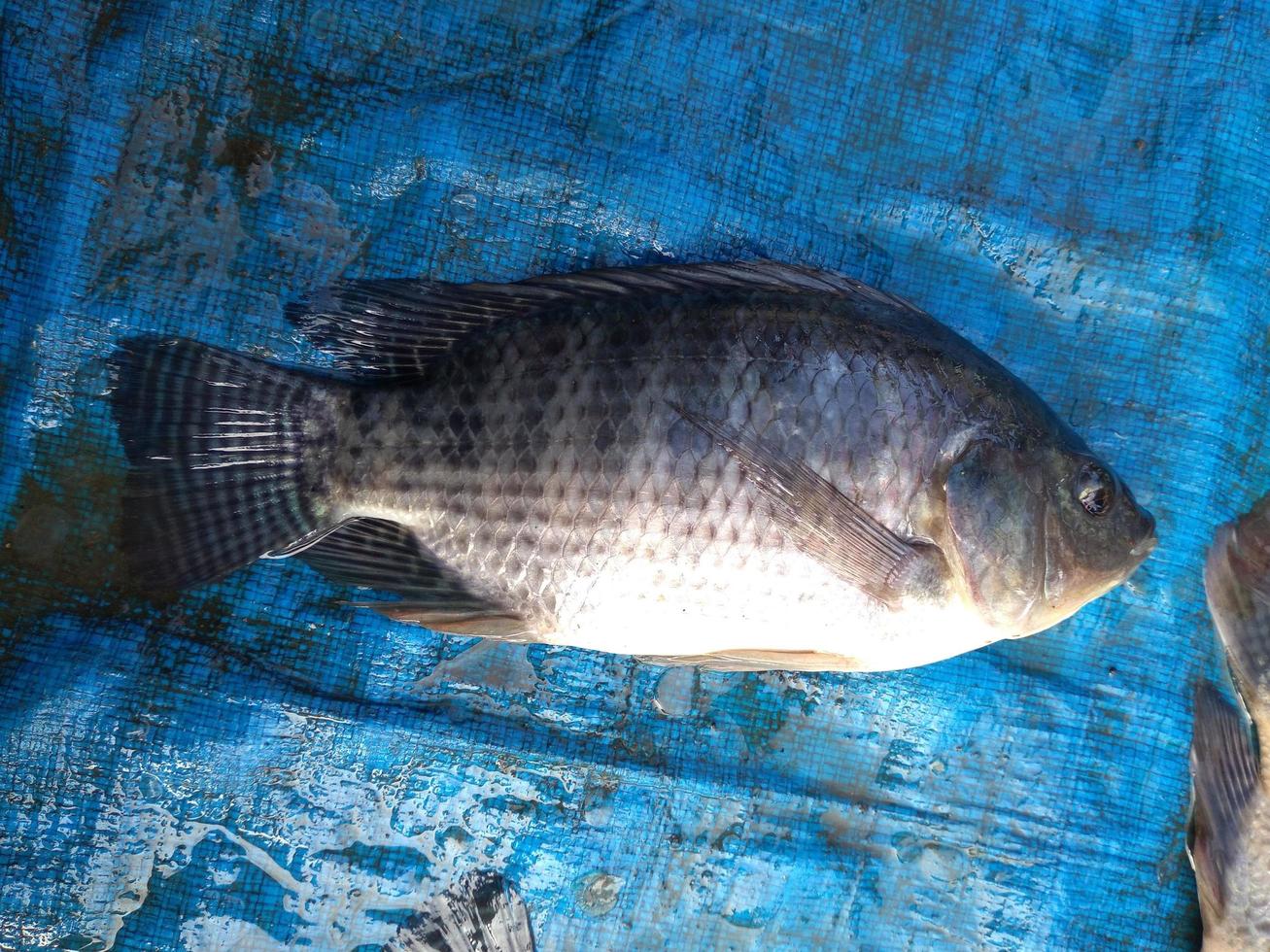 pescados de tilapia en el mercado fresco, foto