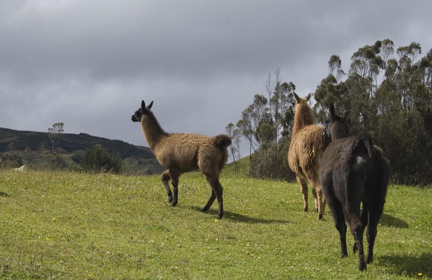 Three alpacas in the nature. Brown and black color photo