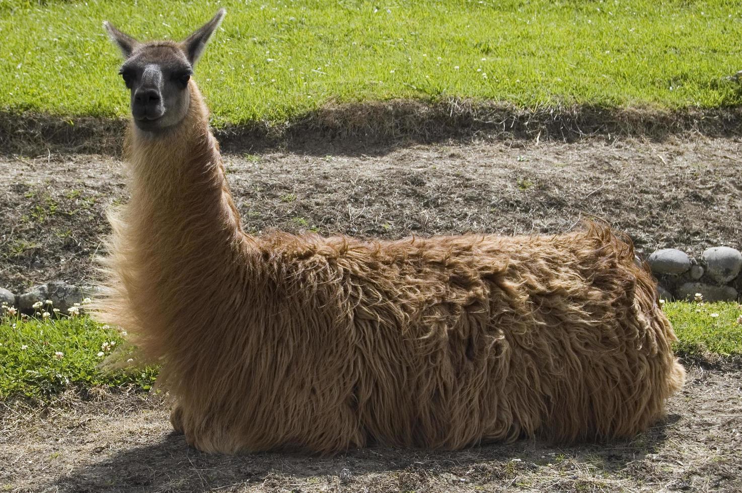 sentado alpaca mirando a la cámara. foto