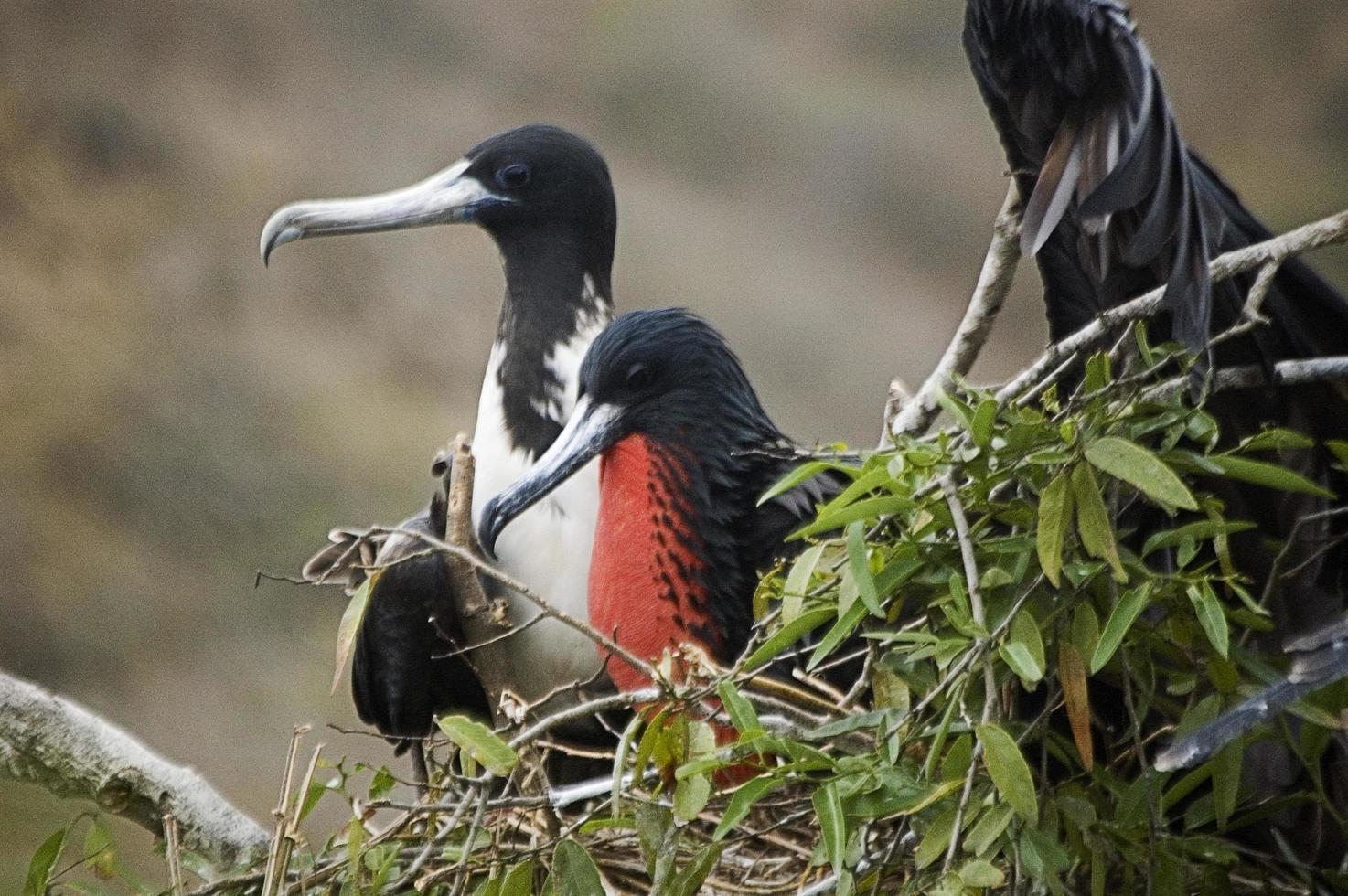 Nest with magnificent frigatebird, one of them a female with her characteristic striking red gular sac photo