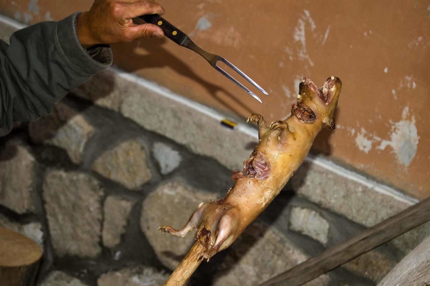 mano humana cocinando un cuy siguiendo la forma tradicional. conejillo de indias foto