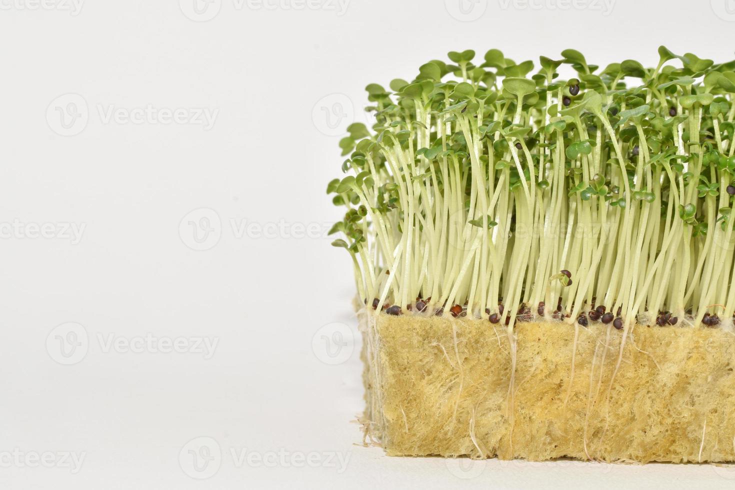Vegetables microgreens sprouts, growing and healthy eating concept. photo