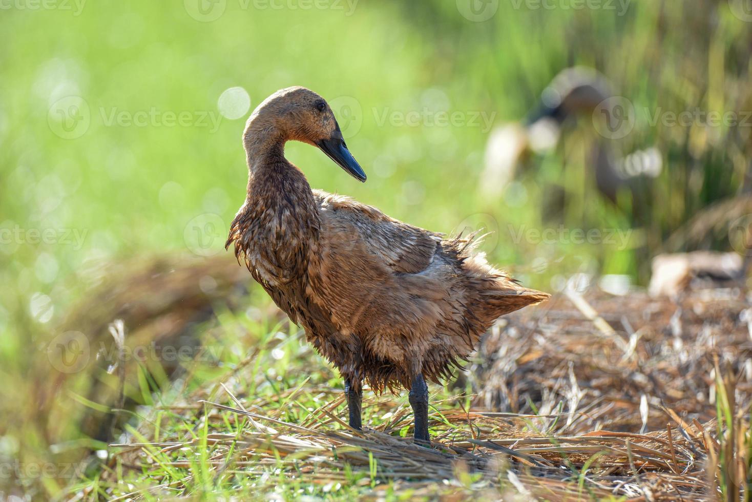 Close up ducks, expressions of ducks on field photo