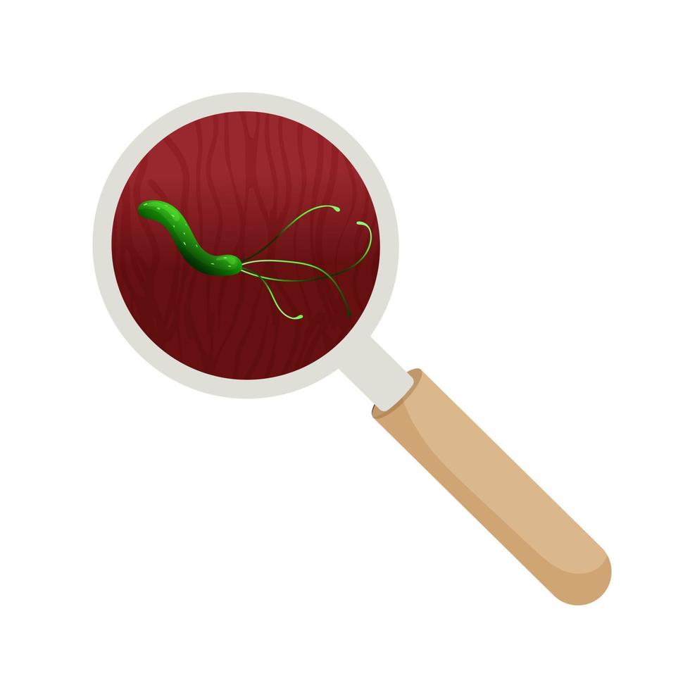 Bacteria helicobacter pylori under magnifying glass. Vector illustration, cartoon style