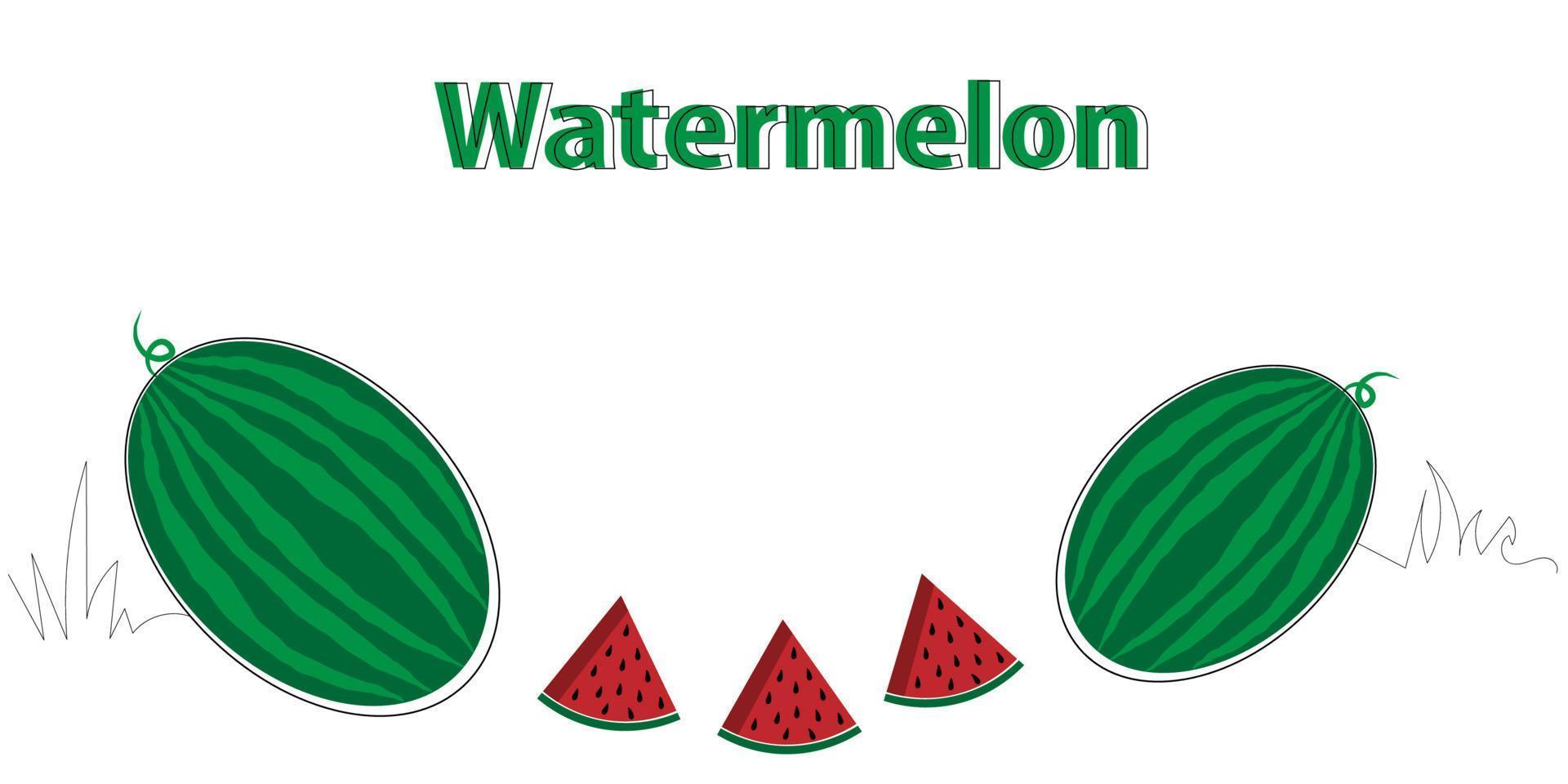 illustration of watermelon in white background vector