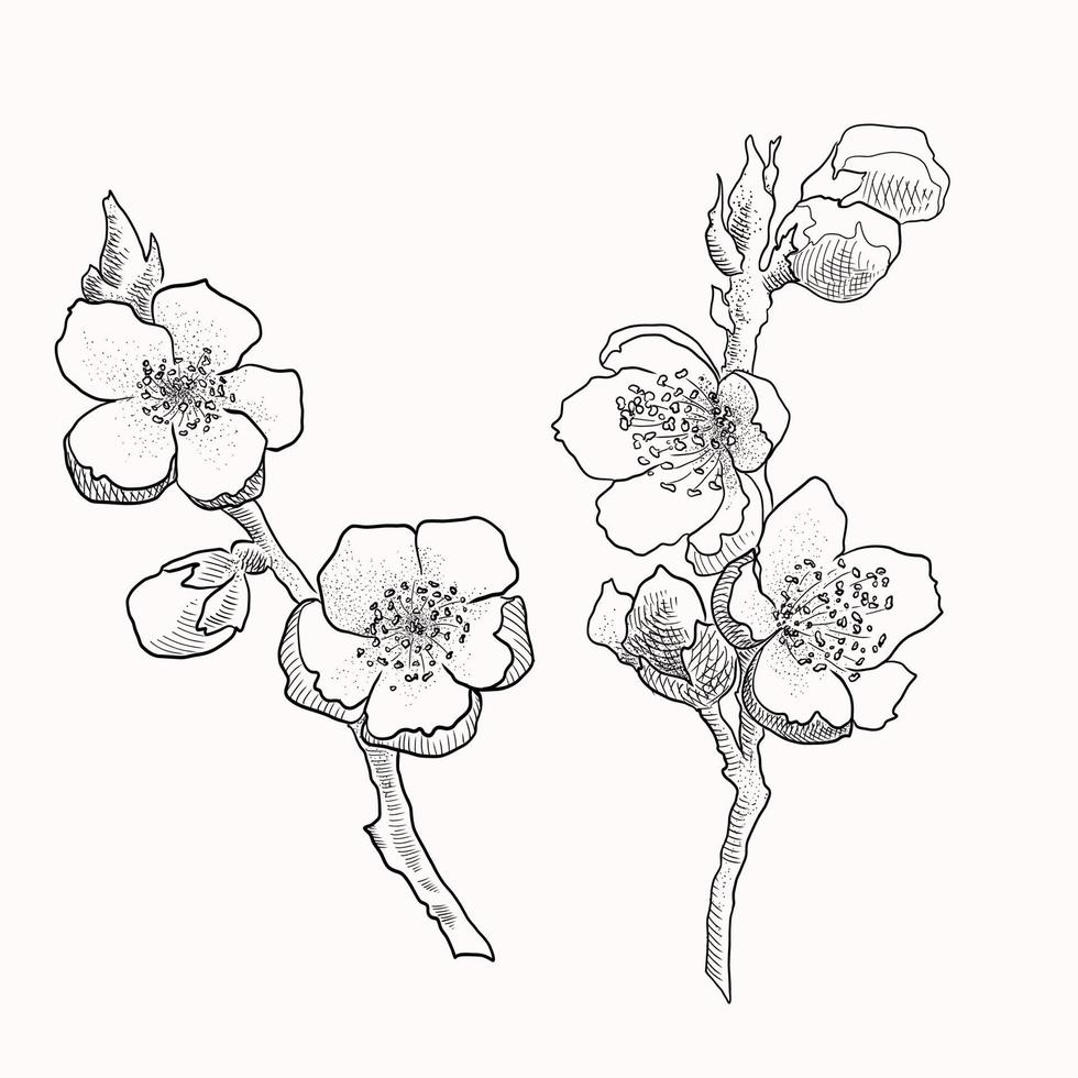 ramas de sakura aisladas dibujadas a mano. ilustración de vector de flor en contorno negro y plano blanco sobre fondo blanco.