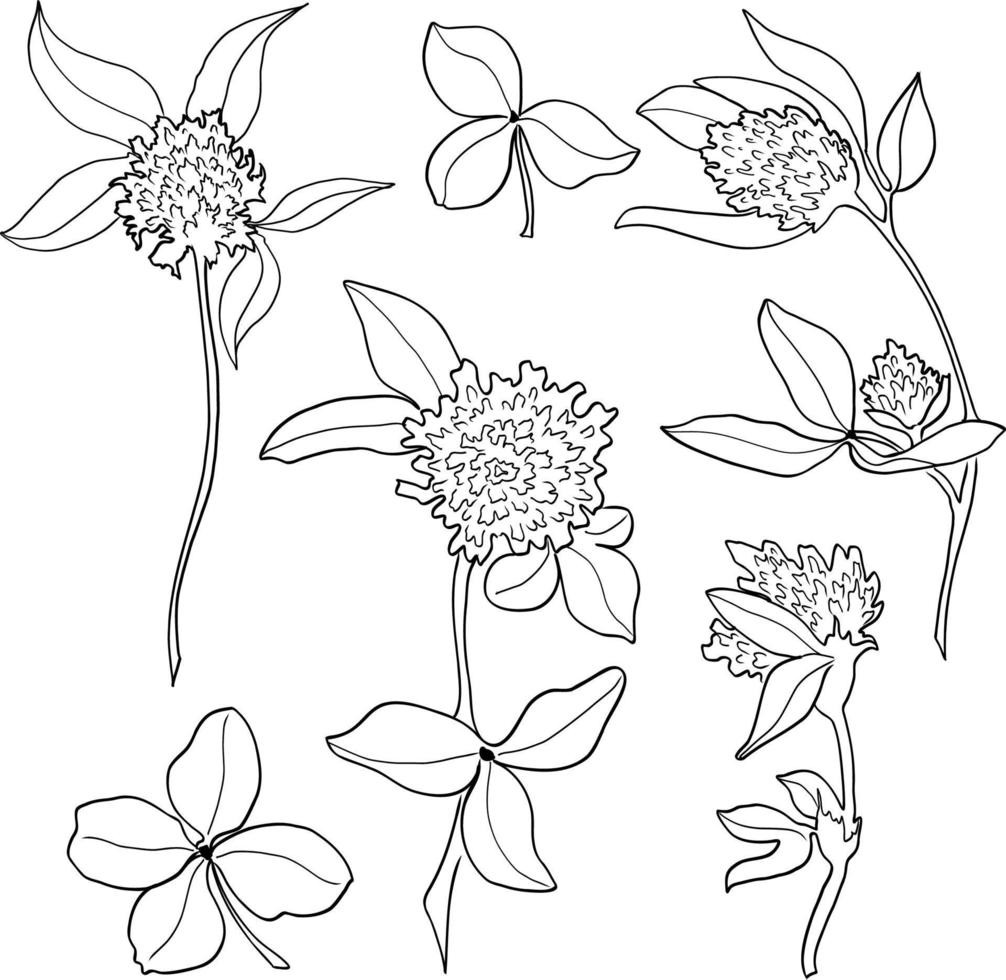 Clover flower vector drawing set. Isolated wild plant and leaves. Herbal engraved style illustration. Detailed botanical sketch