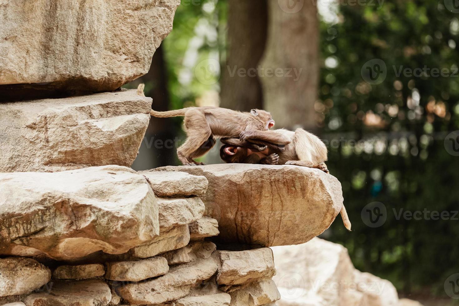 Indian monkey family playing and having fun on the rock. photo