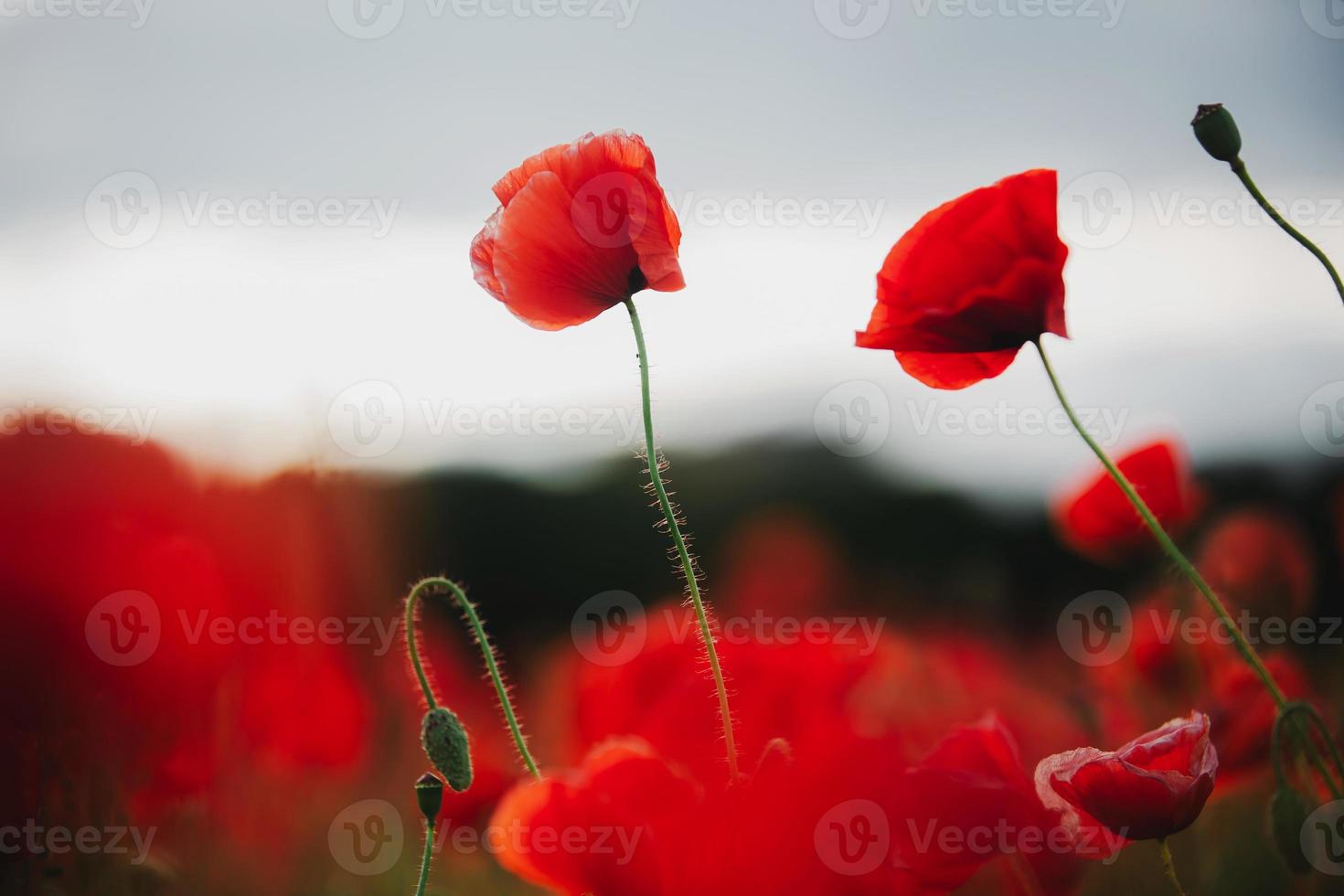 the flowers - a poppy in the field. the dark sky photo