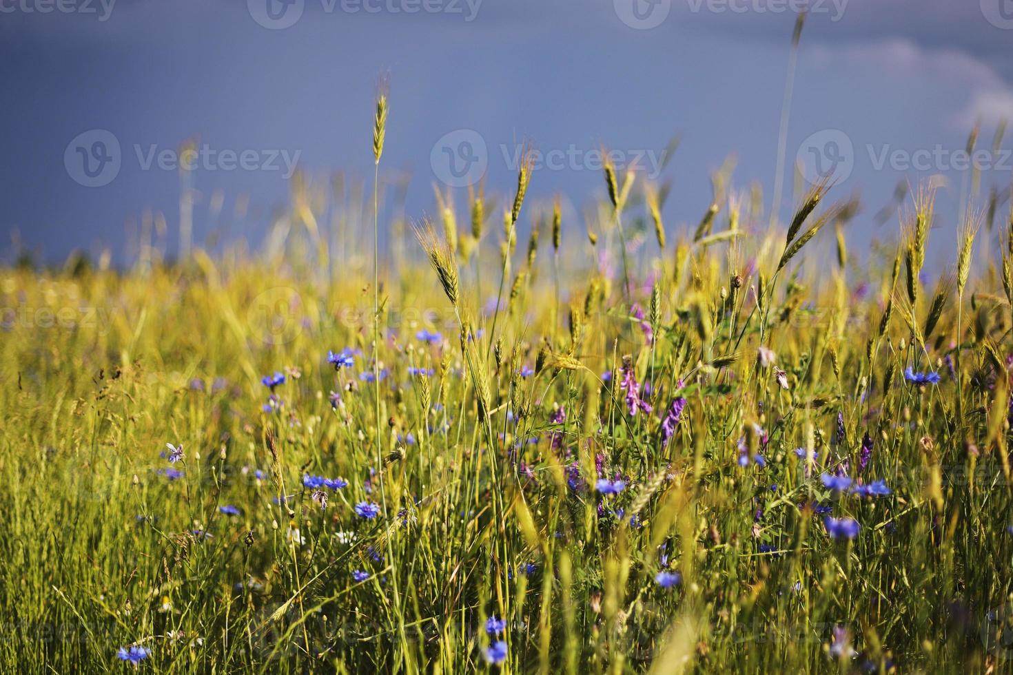 un primer plano de algunas espigas verdes en un campo de trigo que maduran antes de la cosecha en un día soleado. maduración de espigas de trigo. jugosas espigas frescas de trigo verde joven en primavera. campo de trigo verde. enfoque selectivo foto