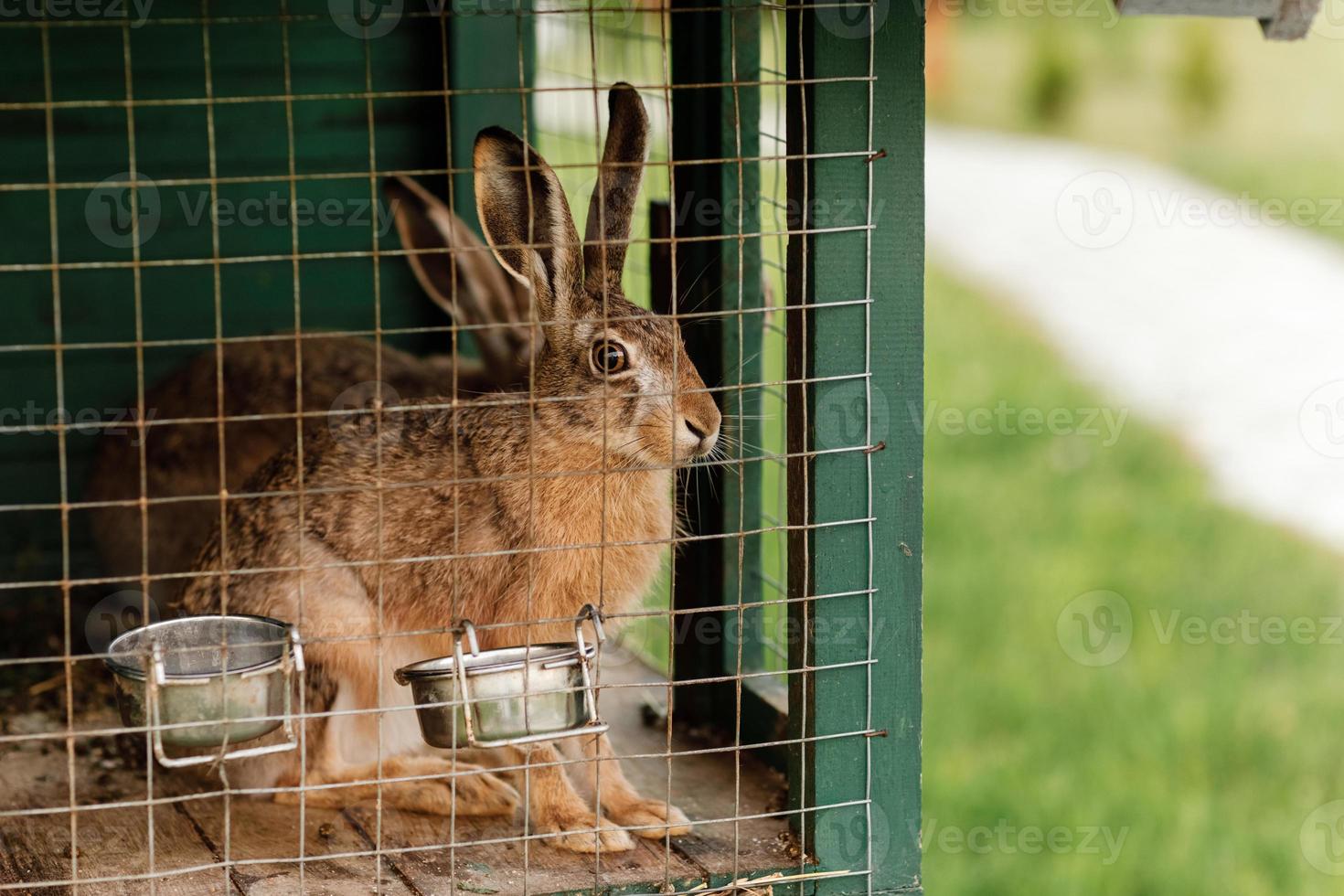 Domestic furry red and gray farm rabbits bunny behind the bars of cage at animal farm, livestock food animals growing in cage. photo