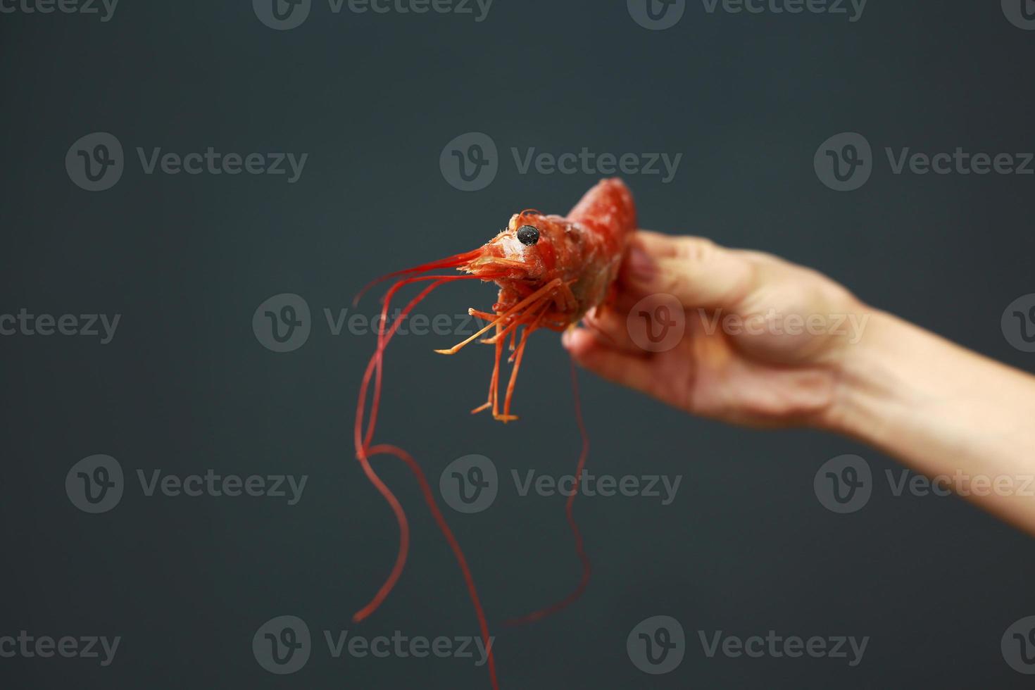 Close up of female hand holding fresh raw red langoustine, lobster, prawn or scampi on gray background. Seafood for a healthy diet. copy space photo