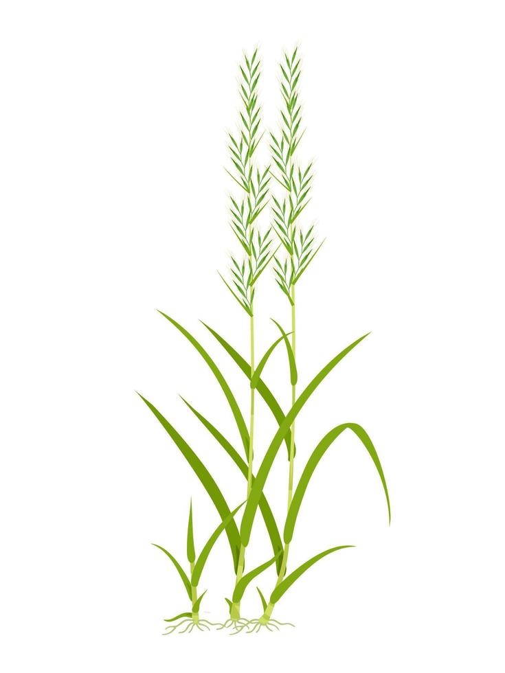 vector illustration, palmarosa or Cymbopogon martinii, isolated on white background.