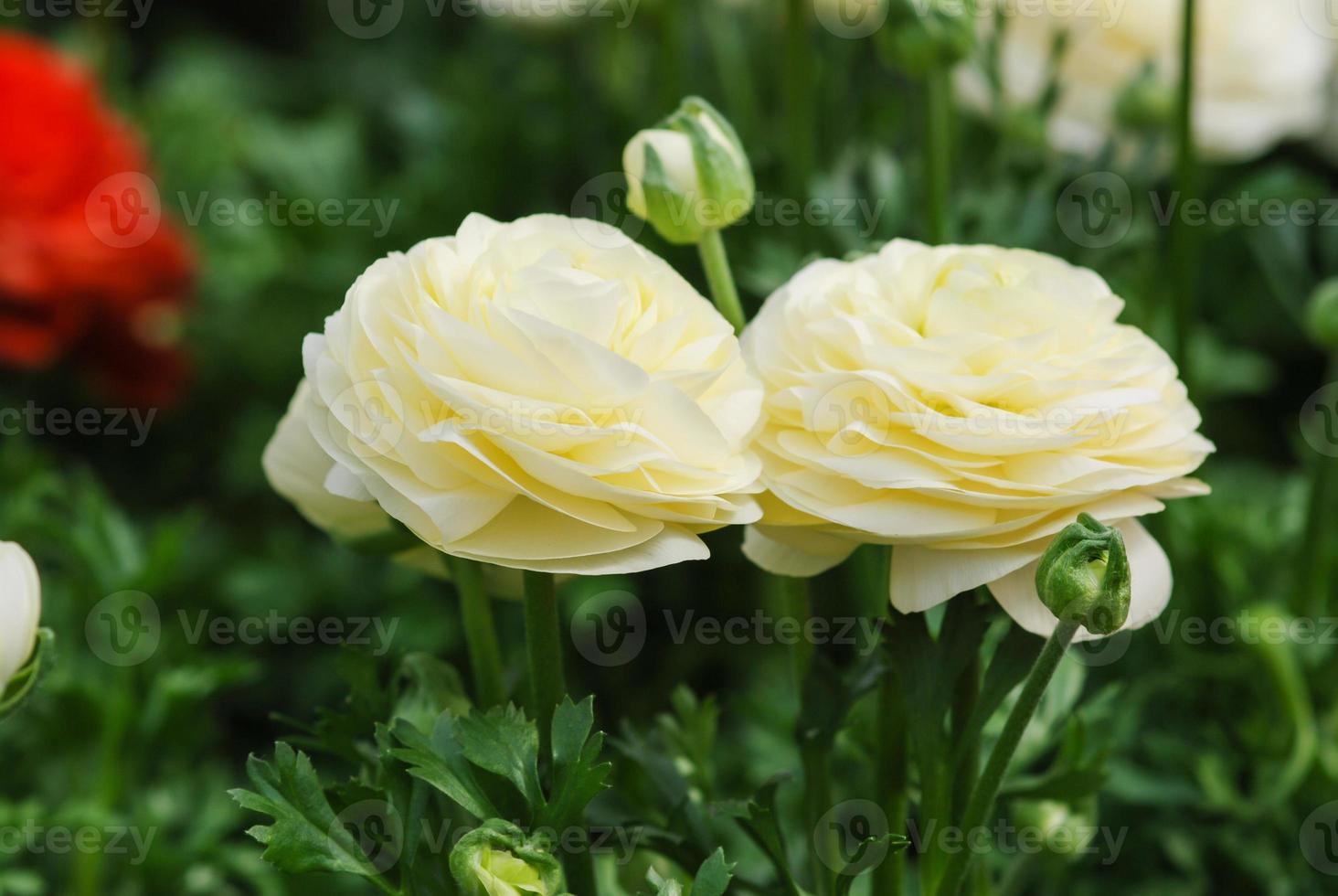 Ranunculus flora. A blossomed flower with detailed petals shot photo