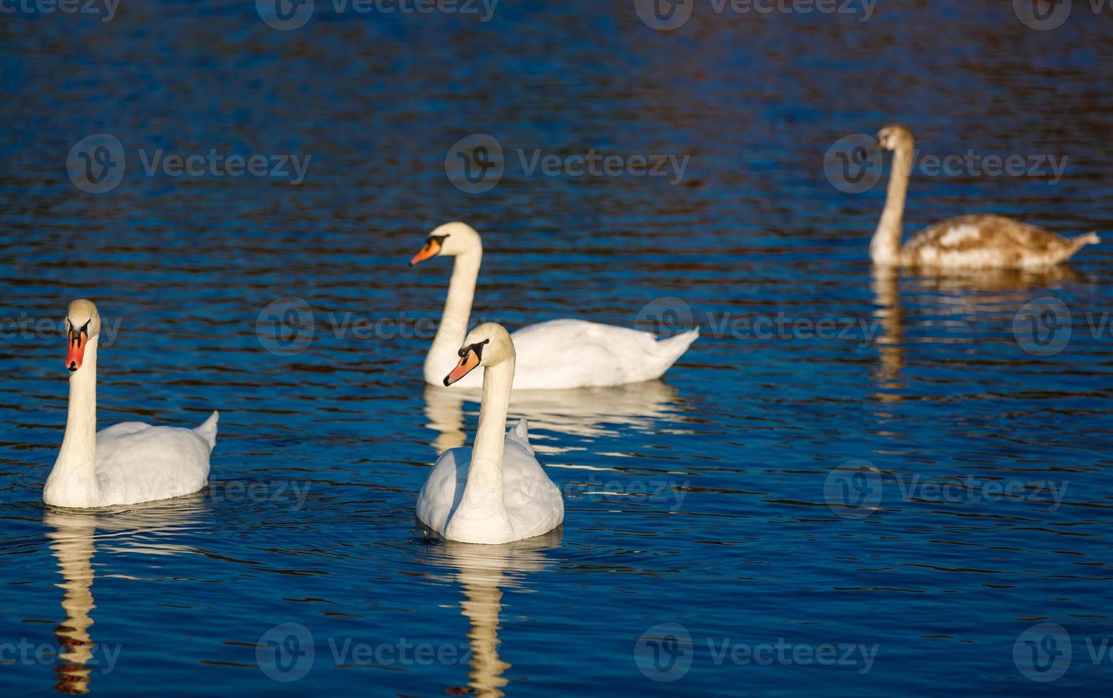 Four white swans floats in blue water of lake photo