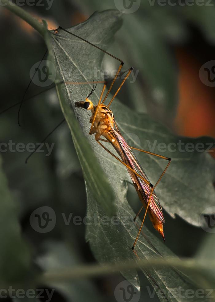 Insect in the green leafs photo