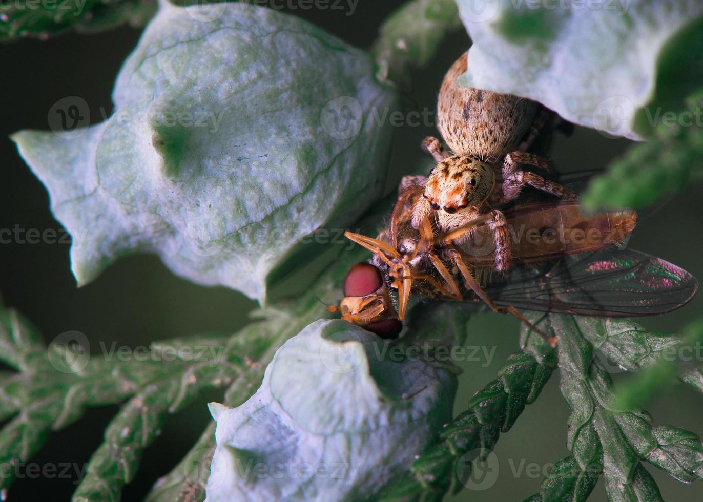 Insect in the Leaves photo